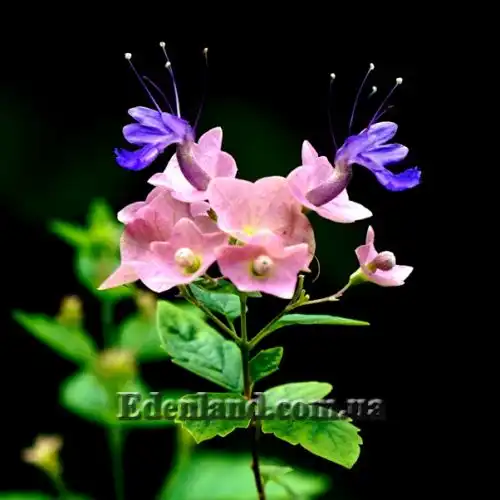 Зображення Каромія гарна - Karomia speciosa 