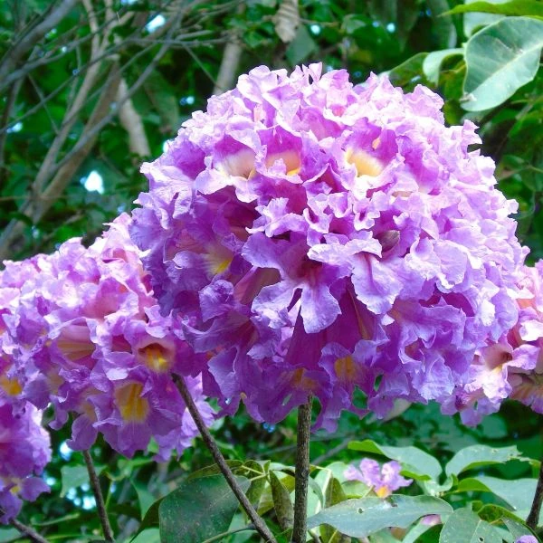 Изображение Хандроантус импетигинозный  - Handroanthus impetiginosa