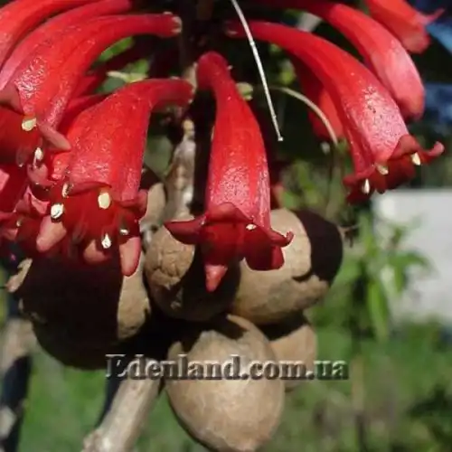 Изображение Дерматоботрис Сандерса  - Dermatobotrys saundersii