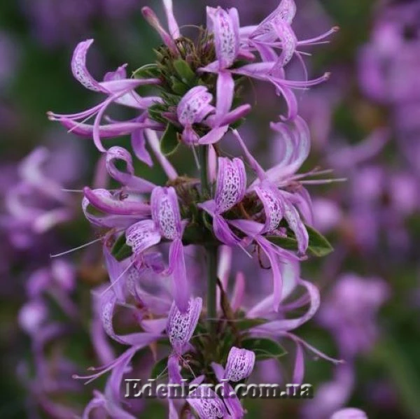 Изображение цветы