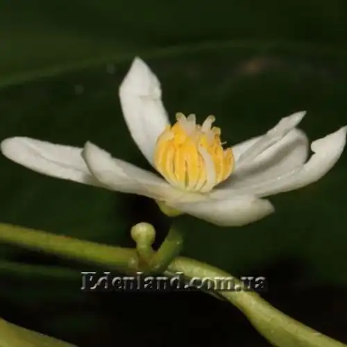 Изображение Анаксогорея лусонская - Anaxagorea luzonensis
