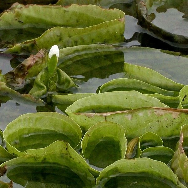 Зображення Оттелія частухоподібна - Ottelia alismoides 