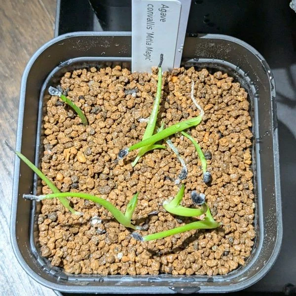 Изображение Агава долинная 'Магия Митлы'   - Agave convallis 'Mitla Magic'