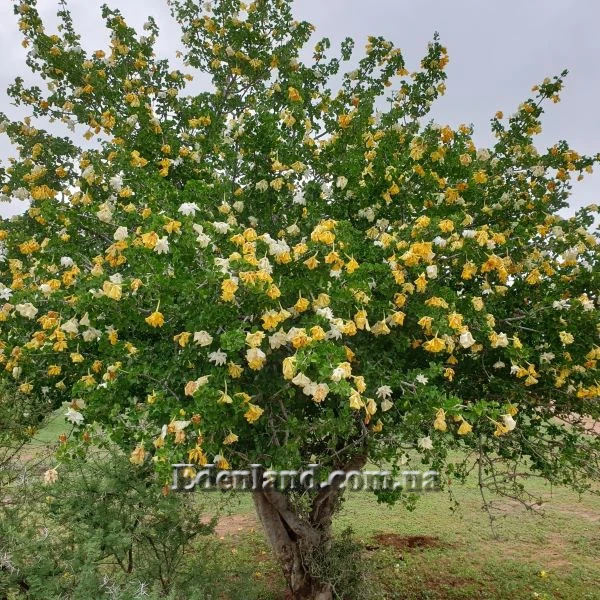 Изображение Гардения Волкенса  - Gardenia volkensii