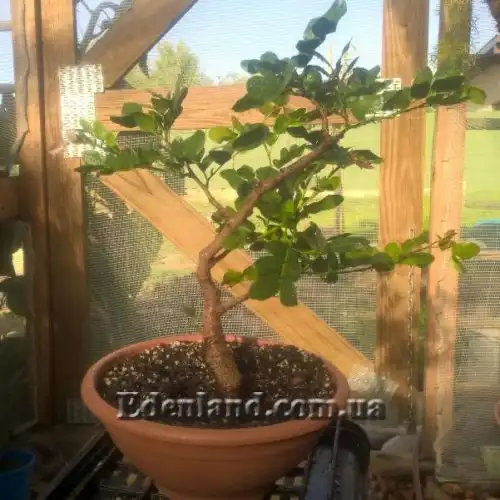 Зображення Шотія короткопелюсткова - Schotia brachypetal