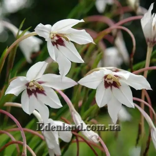 Изображение Ацидантера двухцветная - Acidanthera bicolor