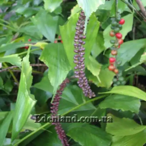 Изображение Аренга хвостатая  - Arenga caudata