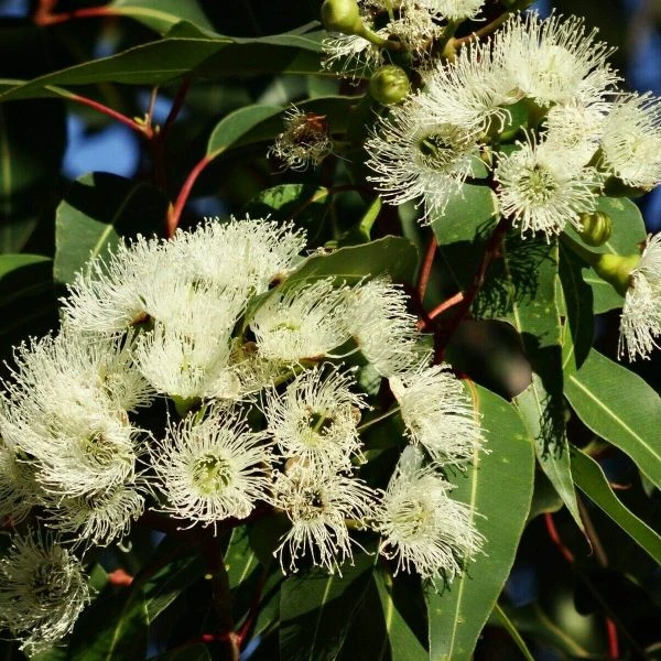 Изображение Эвкалипт лимонный - Eucalyptus citriodora