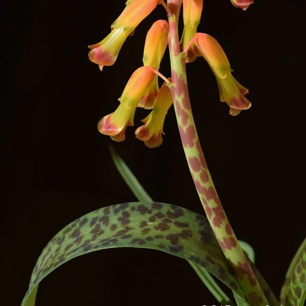 Изображение Лахеналия четырехцветная  - Lachenalia quadricolor