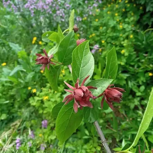 Изображение Каликант цветущий - Calycanthus floridus