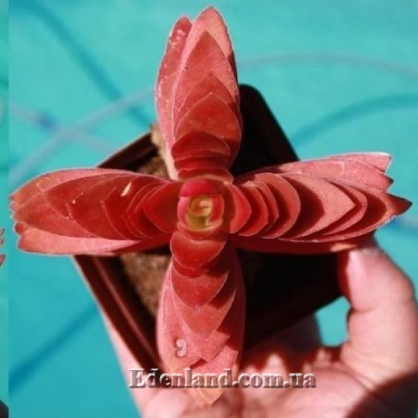 Изображение Крассула головчатая (костер) - Crassula capitella subsp. campfire