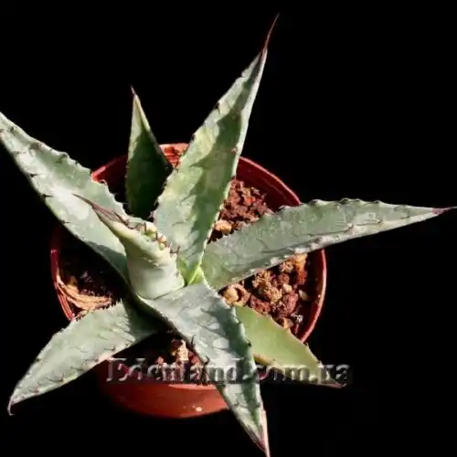 Изображение Агава Джентри - Agave gentryi