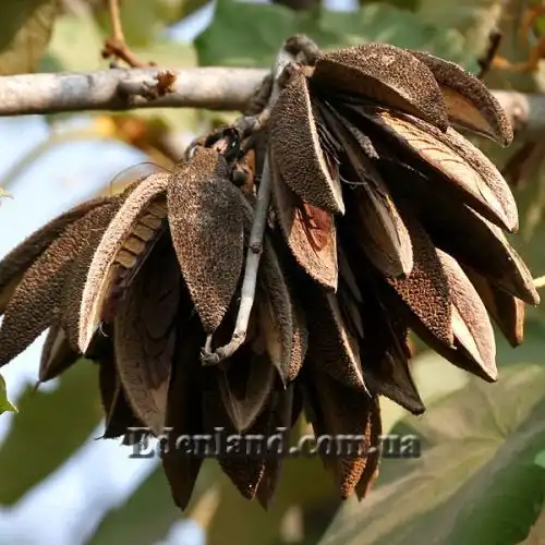 Изображение плоды с семенами