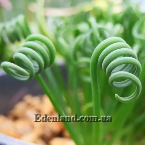 Изображение Альбука спиральная - Albuca spiralis