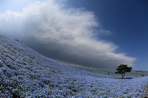 Парк Хітачі або «Небо на землі»