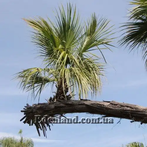 Зображення молодий паросток на обламаному стовбурі