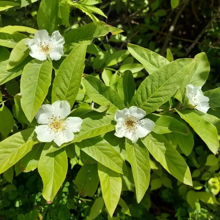 Изображение Кратегус германский  - Crataegus germanica