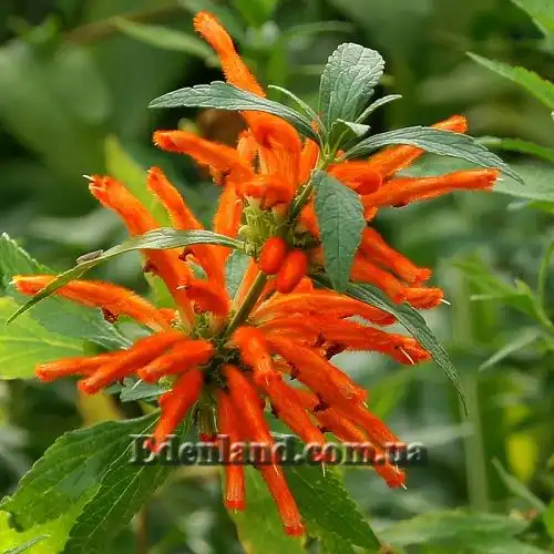 Леонотис леонурус - Leonotis leonurus 