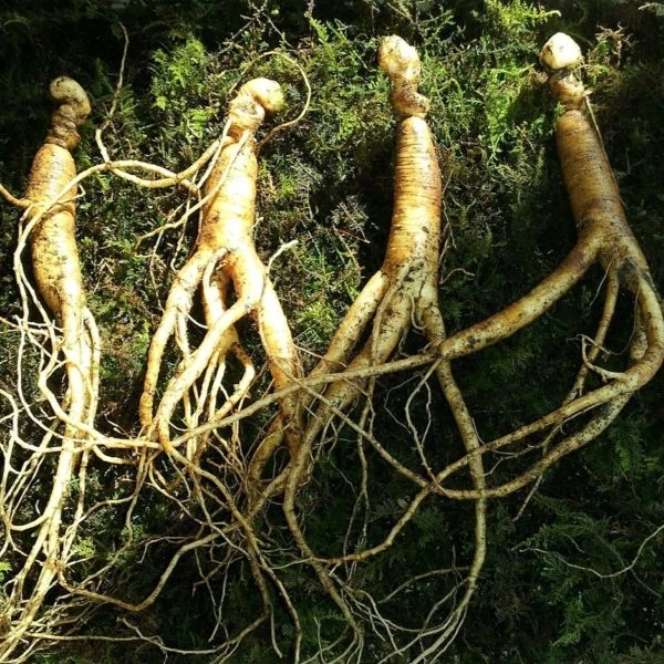 Изображение Мандрагора осенняя - Mandragora autumnalis 