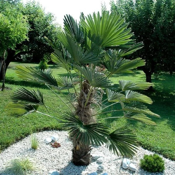 Трахикарпус Вагнера - Trachycarpus wagnerianus