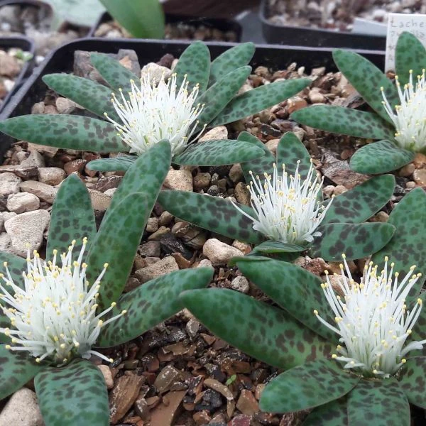 Изображение цветение