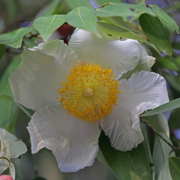 Зображення Мезуя залізна - Mesua ferrea 