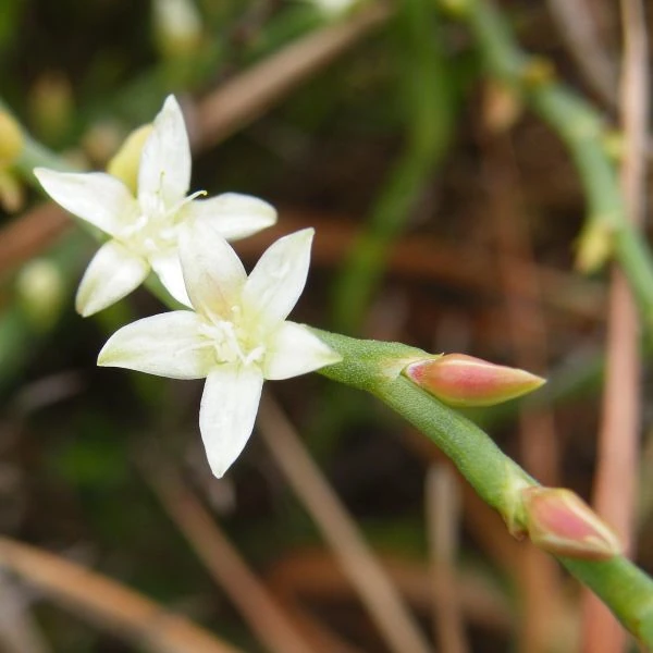 Изображение Оксигонум Штульмана  - Oxygonum stuhlmannii