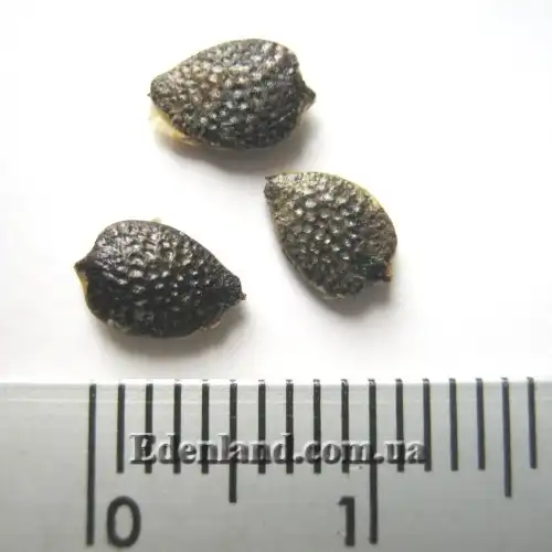 Изображение семена