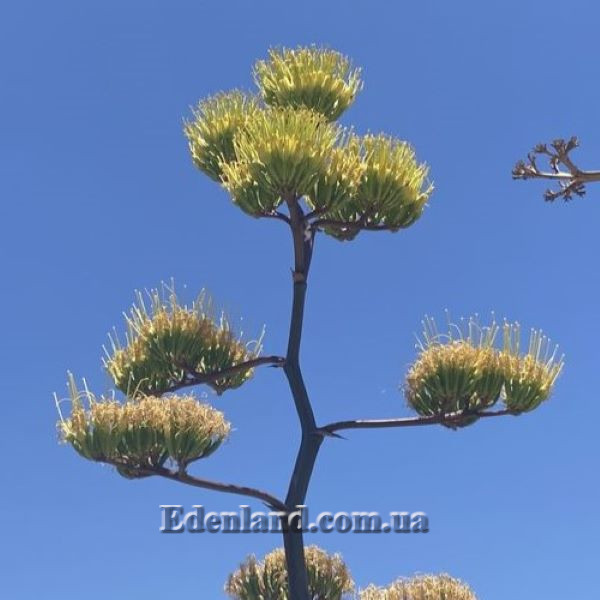 Зображення Агава Хаварда  - Agave havardiana