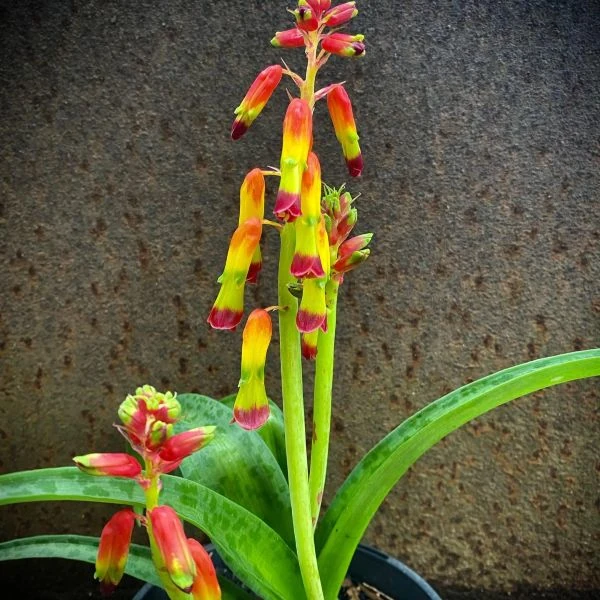 Изображение Лахеналия четырехцветная  - Lachenalia quadricolor