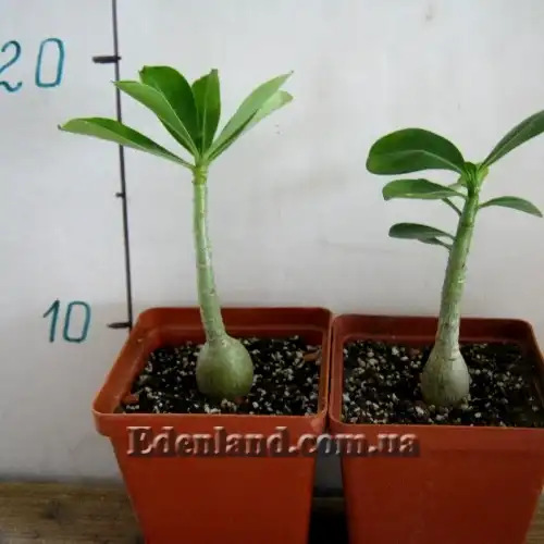 Изображение саженцы в продаже