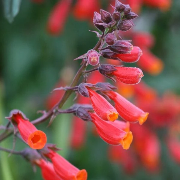 Зображення Еккремокарпус шорсткий (червоний) - Eccremocarpus scaber 'Blood Red' 