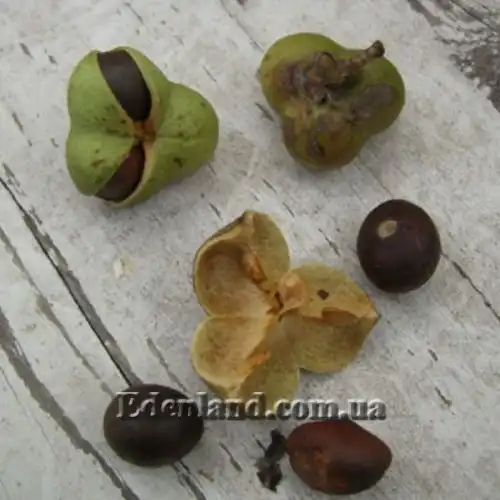 Зображення Камелія китайська, Чайний кущ - Camellia sinensis