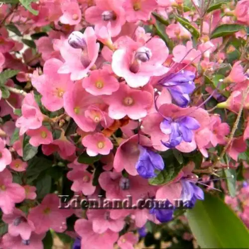 Зображення Каромія гарна - Karomia speciosa 