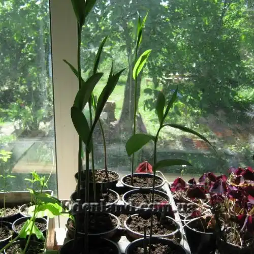 Изображение саженцы в продаже