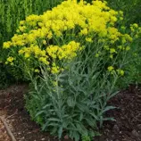 Изображение Исатис красильный (Вайда, Усьма)  - Isatis tinctoria