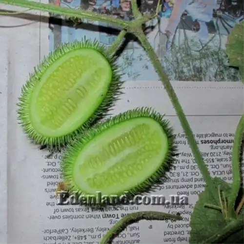 Изображение Огурец ворсянковый  - Cucumis dipsaceus