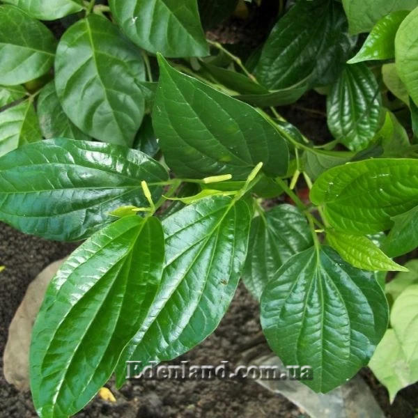 Зображення Перець гілчастий  - Piper sarmentosum