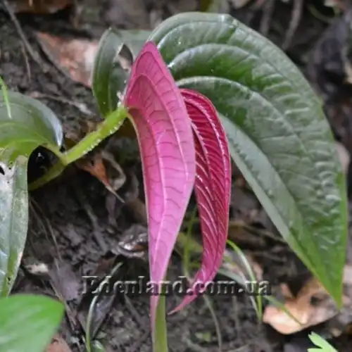 Изображение Центрадения крупнолистная - Centradenia grandifolia