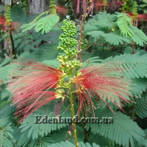 Зображення Калліандра Х'юстона - Calliandra houstoniana    