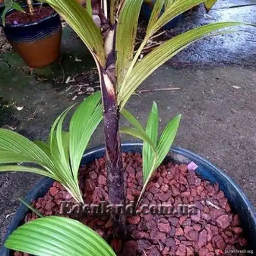 Изображение Дипсис фанева - Dypsis faneva