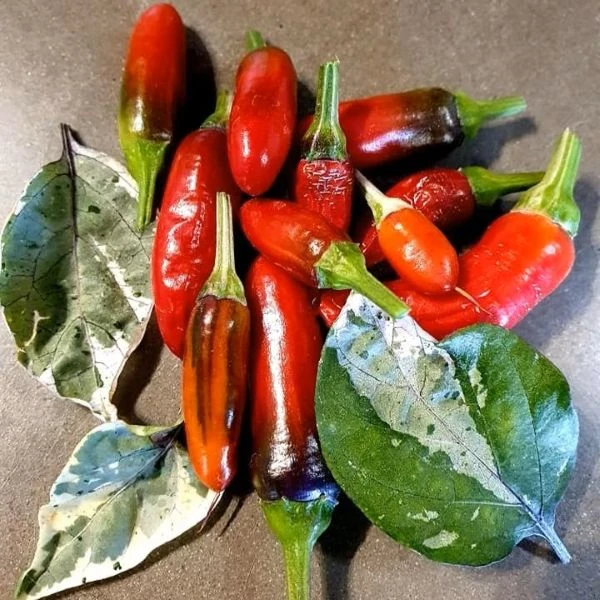 Зображення Перець гострий Халапеньо Тигр - Capsicum annuum ‘Jalapeño Tiger’ 