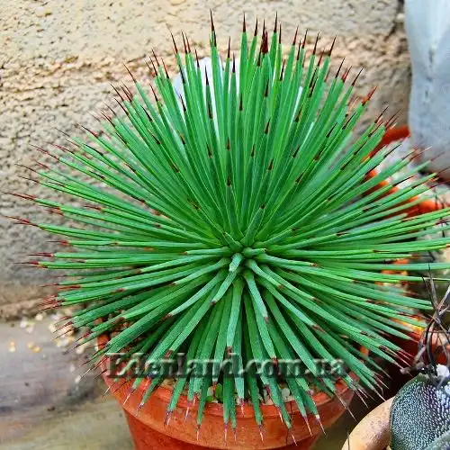 Зображення взрослое растение