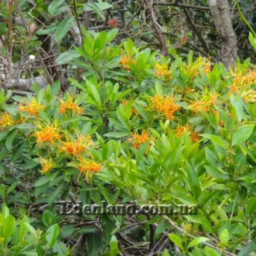 Изображение цветущий куст