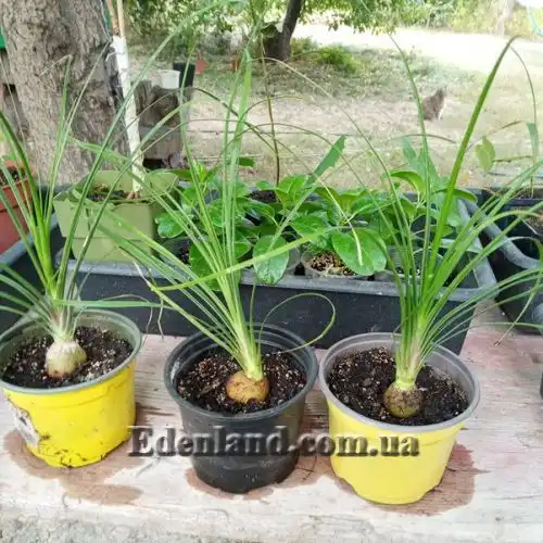 Изображение саженцы в продаже