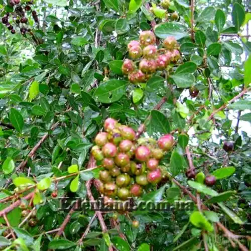 Зображення зеленые плоды