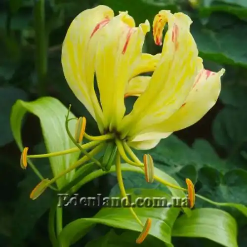 Изображение Глориоза роскошная желтая - Gloriosa superba Yellow 