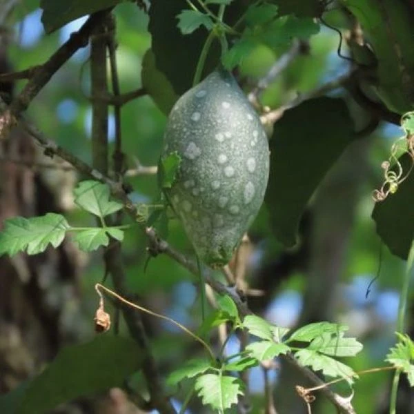 Изображение зеленый плод