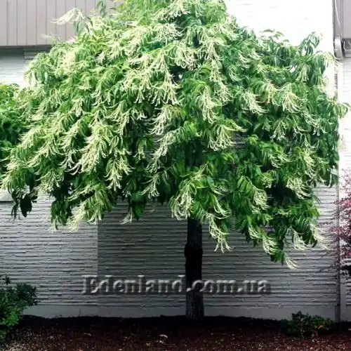 Изображение Оксидендрум древовидный - Oxydendrum arboreum