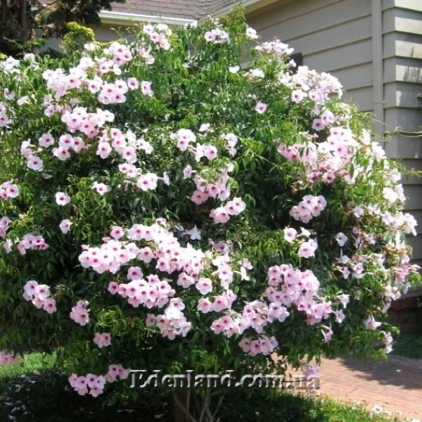 Изображение Пандорея жасминовидная - Pandorea jasminoides